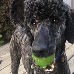 Poodles from Starfall Poodles