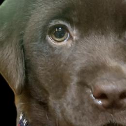 Labrador Retrievers from Tiger Rose Labradors