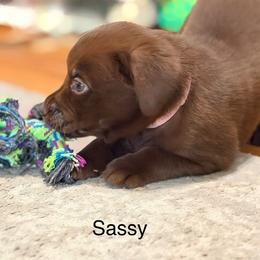 Sassy - Chocolate female Labrador Retriever puppy in College Station, Texas from Charlotte Toney