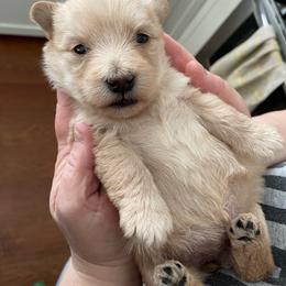 Girl 4 - Wheaten female Scottish Terrier puppy in Fenton, Michigan from Carnes Croft Scotties