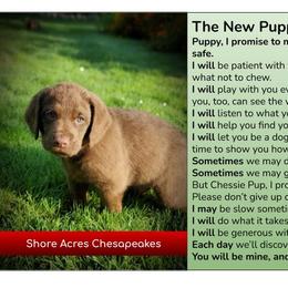 Chesapeake Bay Retriever Puppies from Shore Acres Chesapeakes