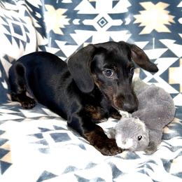 Wren - Black male Dachshund puppy in Fredonia, Arizona from Desert Horizon Dachshunds