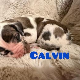 Calvin - Harlequin male Great Dane puppy in Somerset, Ohio from Quarter Creek Danes