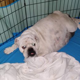 Nikki - Bulldog