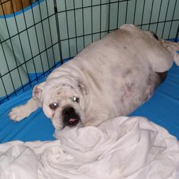 Nikki - Bulldog