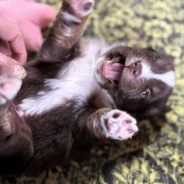 Cooper - Red tri male Miniature Australian Shepherd puppy in Stockton, Missouri from Kizmit Farmz