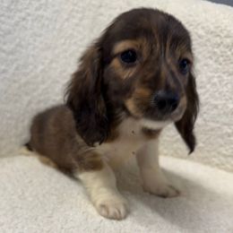 Boy 4 - Brindle male Dachshund puppy in Spokane, Washington from Dearhaven Doxie