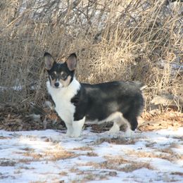 Ellie - Pembroke Welsh Corgi