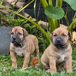 LOTUS - Red female Boerboel puppy in Pennsylvania from Cold River Boerboels