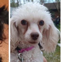 Mattie - Poodle