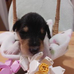 Kevin (Tri Boy 6) - Black white and tan male Collie puppy in Nunn, Colorado from Kingsgift Collies