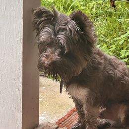 Thor - Yorkshire Terrier