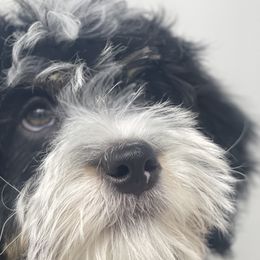 Gunner - Bernedoodle