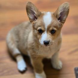 CKC Red Merle Female - Red merle and white female American Corgi puppy in Clovis, New Mexico from Sweet & Salty Cowdogs