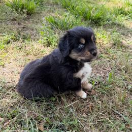 Rose ASDR - Red tri female Miniature Australian Shepherd puppy in Polk City, Florida from Skaky Shepherds