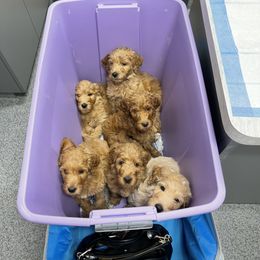 Double Doodle, Goldendoodle, Labradoodle, and Poodle Puppies from Amore Doodles & Poodles