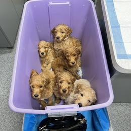 Double Doodle, Goldendoodle, Labradoodle, and Poodle Puppies from Amore Doodles & Poodles