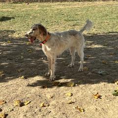 Marlon - Orange belton English Setter puppy in New Windsor, Maryland from Ambush Kennel