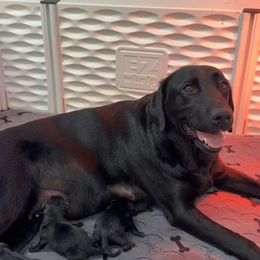 Labrador Retriever puppies from Sisu Retrievers