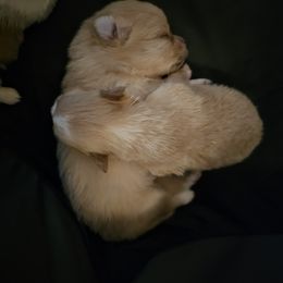 Pomeranian Puppies from Fire Dove Pom