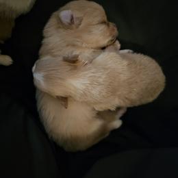 Pomeranian Puppies from Fire Dove Pom