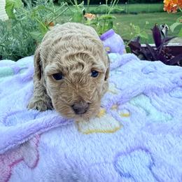 Poodle Puppies from Pet Guardian Smart Kennels, LLC