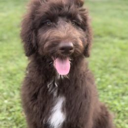 Aussiedoodles from Muddy Puppy Farm