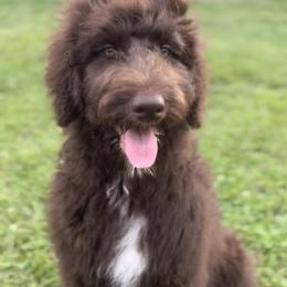 Aussiedoodles from Muddy Puppy Farm