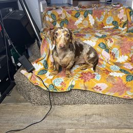 Woodie - Dachshund