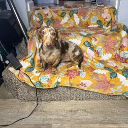 Woodie - Dachshund