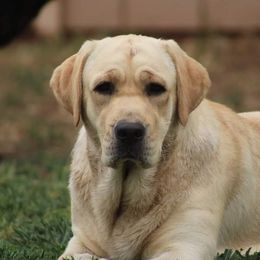Labrador Retrievers from Adirondack Labradors