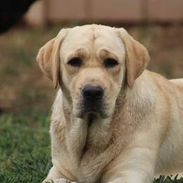Labrador Retrievers from Adirondack Labradors