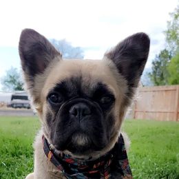 Bandit - French Bulldog