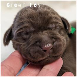 Goldendoodle, Labradoodle, Labrador Retriever, Poodle, and Sheepadoodle Puppies from Apple Creek Doodles