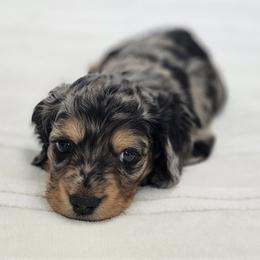 Dachshund Puppies from LoveLee Dachshunds