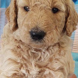 Goldendoodles from Fairfax Farms