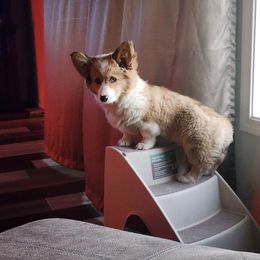 Merle - Red merle and white American Corgi puppy in Colorado from Wigglebutts Ranch Corgis
