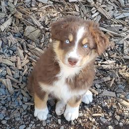 Winni - Red tri-color male Australian Shepherd puppy in Cottage Grove, Oregon from Farmstead Aussies