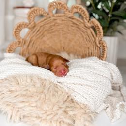 Rowdy - Red  male Goldendoodle puppy in Ooltewah, Tennessee from Allison Family Doodles