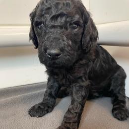 Grey Collar Boy - Black male Poodle puppy in Grandview, Tennessee from FurEver Poodles