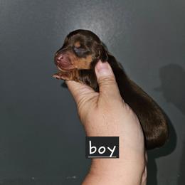 B1 - Chocolate and tan male Dachshund puppy in Lansing, Michigan from Black Thunder 517 Dachshunds and frenchies
