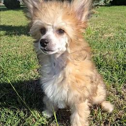 Benny Long Star Angel - Apricot male Chinese Crested puppy in Amarillo, Texas from Victoria's Chinese Cresteds Long Star Angels