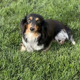 Lucy - Dachshund