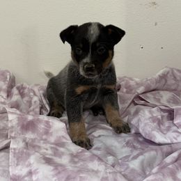 Ruby - Blue speckled female Australian Cattle Dog puppy in Concrete, Washington from Back Country Cattle dogs