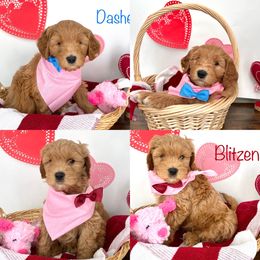 Goldendoodle Puppies from Doodle Love ❤️