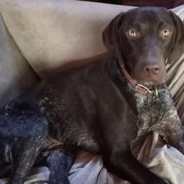 German Shorthaired Pointers from Samantha Whitehouse