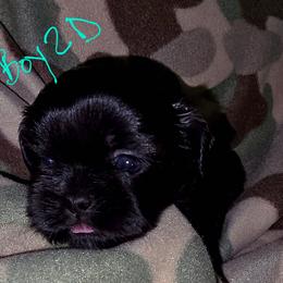 Boy 2 D - Black male Shih Tzu puppy in Buxton, Maine from Shih Tzu Junction