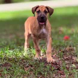 Latte - Fawn female Great Dane puppy in Montgomery, Texas from KD Sweet Southern Danes