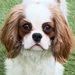 Ellie - Cavalier King Charles Spaniel