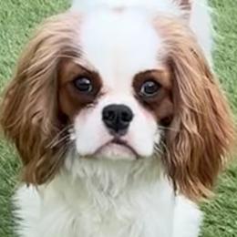 Ellie - Cavalier King Charles Spaniel